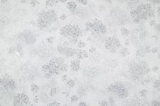 Обои Palitra Sibir PL72155-14